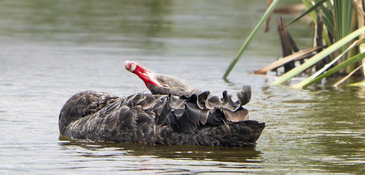 Beltxarga beltza - ML645825921