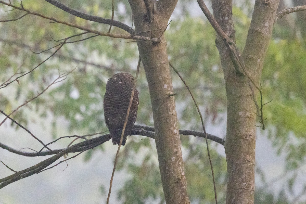 Asian Barred Owlet - ML645825922