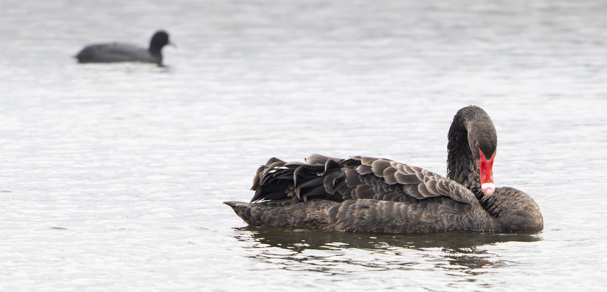 Beltxarga beltza - ML645825923