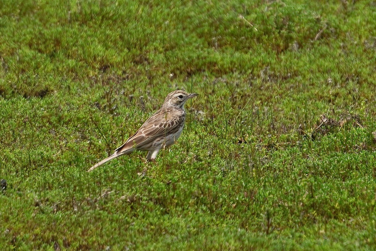Australian Pipit - ML645825924