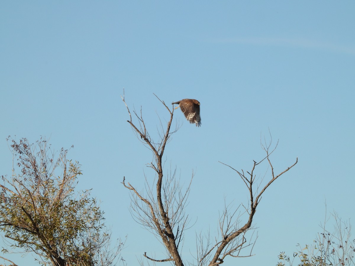 Zapelatz buztangorria - ML645825925