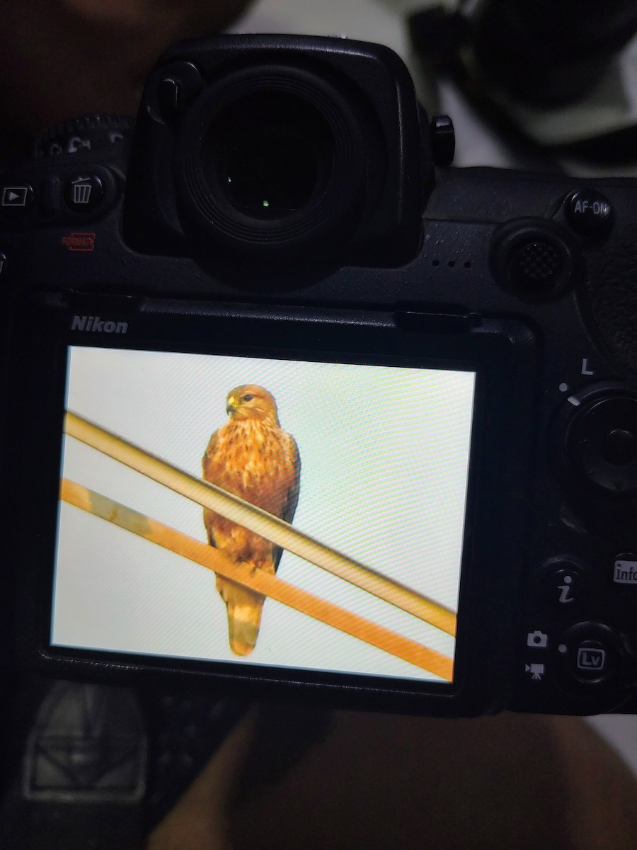 Zapelatz handia - ML645825930