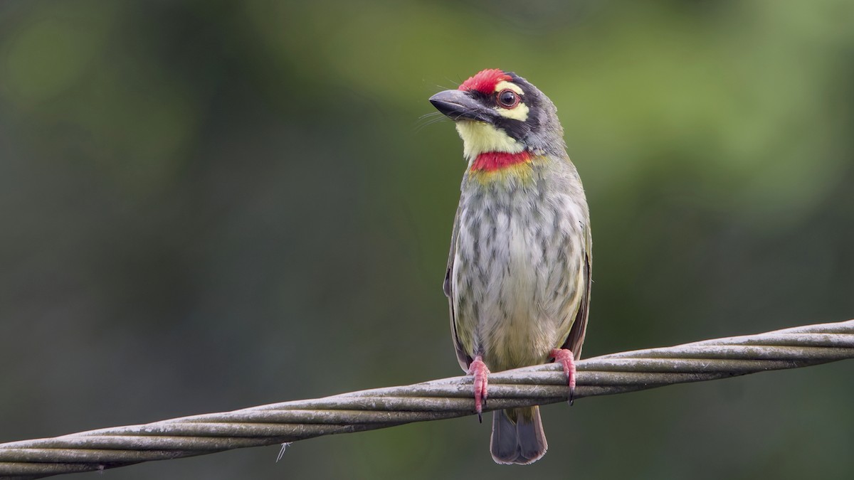 Coppersmith Barbet - ML645825932