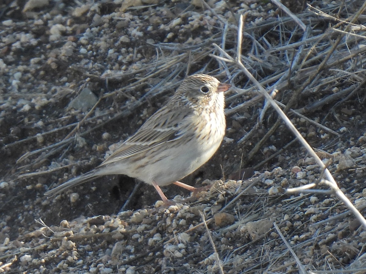 Vesper Sparrow - ML645825933