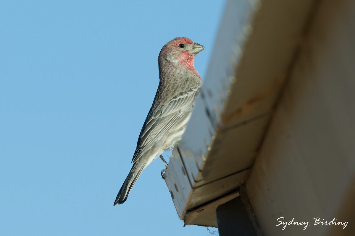 Burugorri arrunta - ML645825934