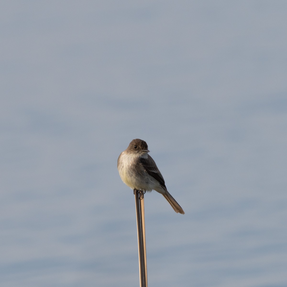 Eastern Phoebe - ML645825935