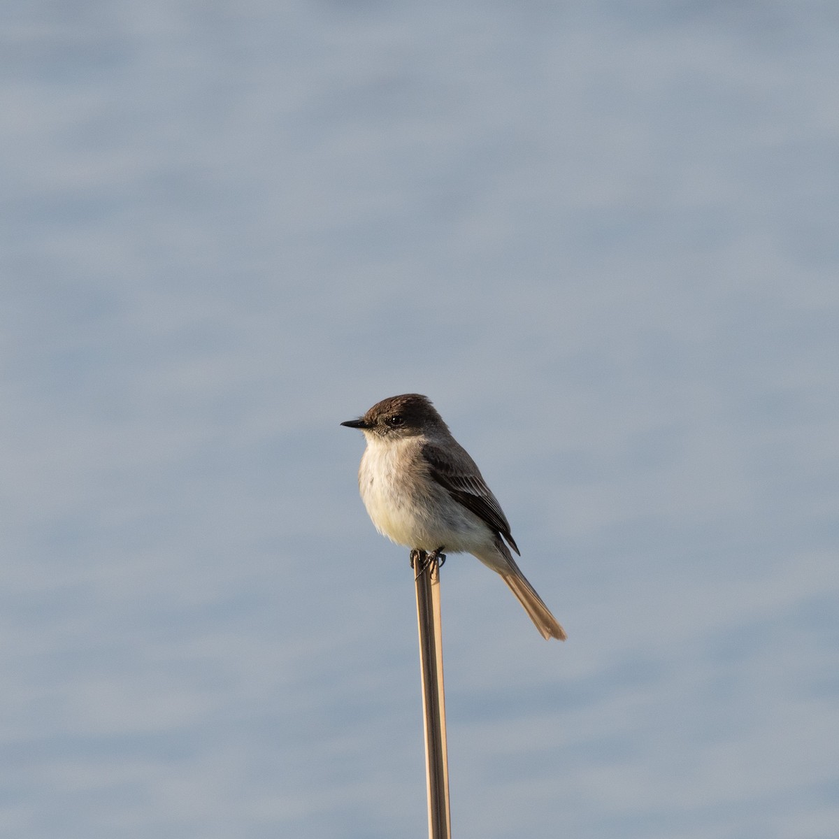 Eastern Phoebe - ML645825936