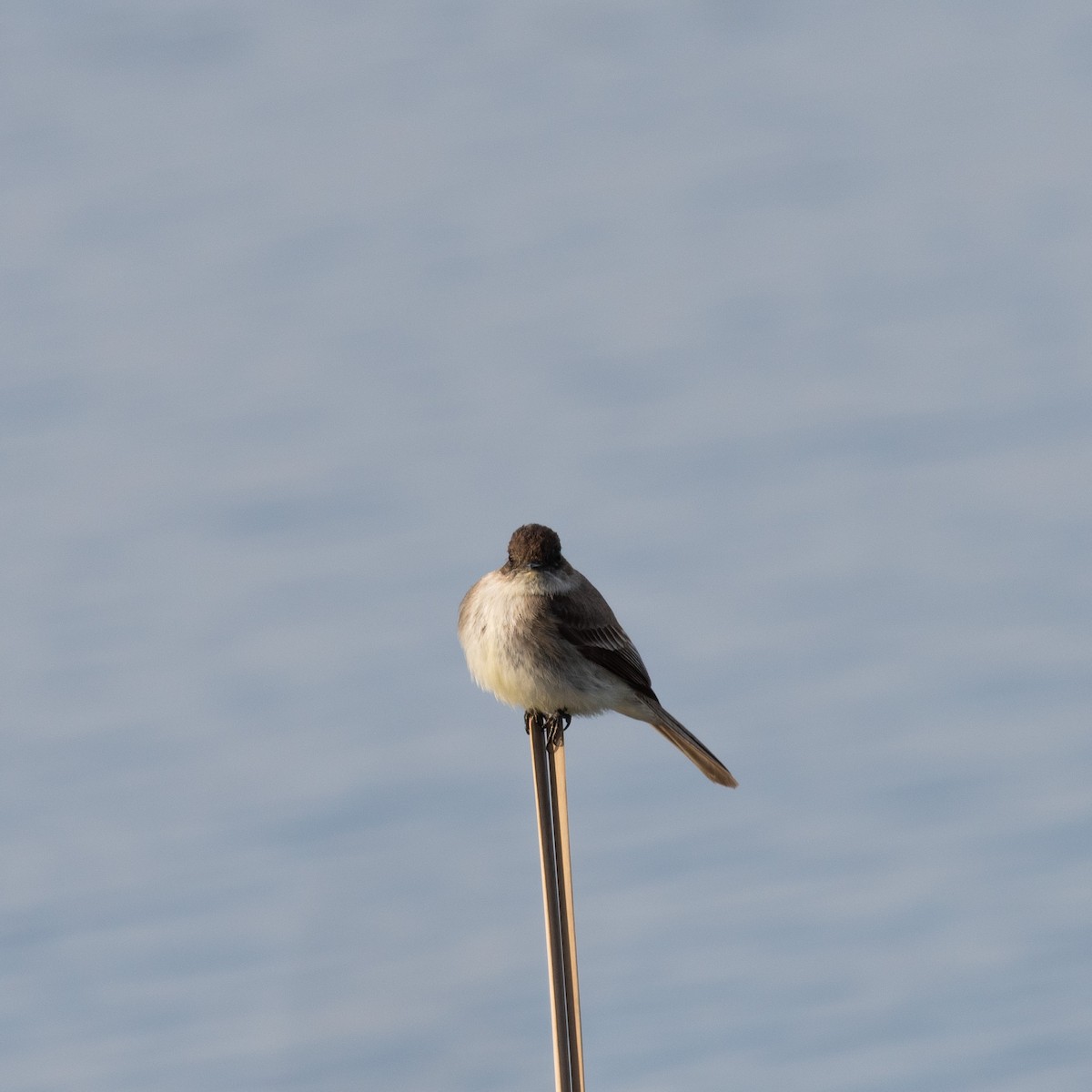 Eastern Phoebe - ML645825937
