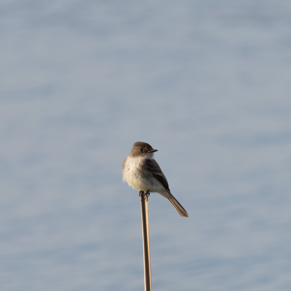Eastern Phoebe - ML645825938