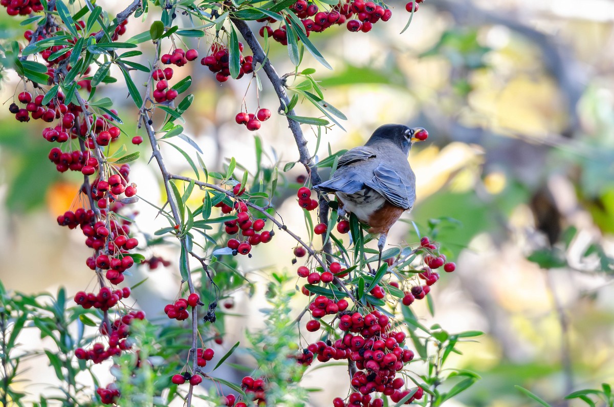 Zozo papargorria - ML645825939