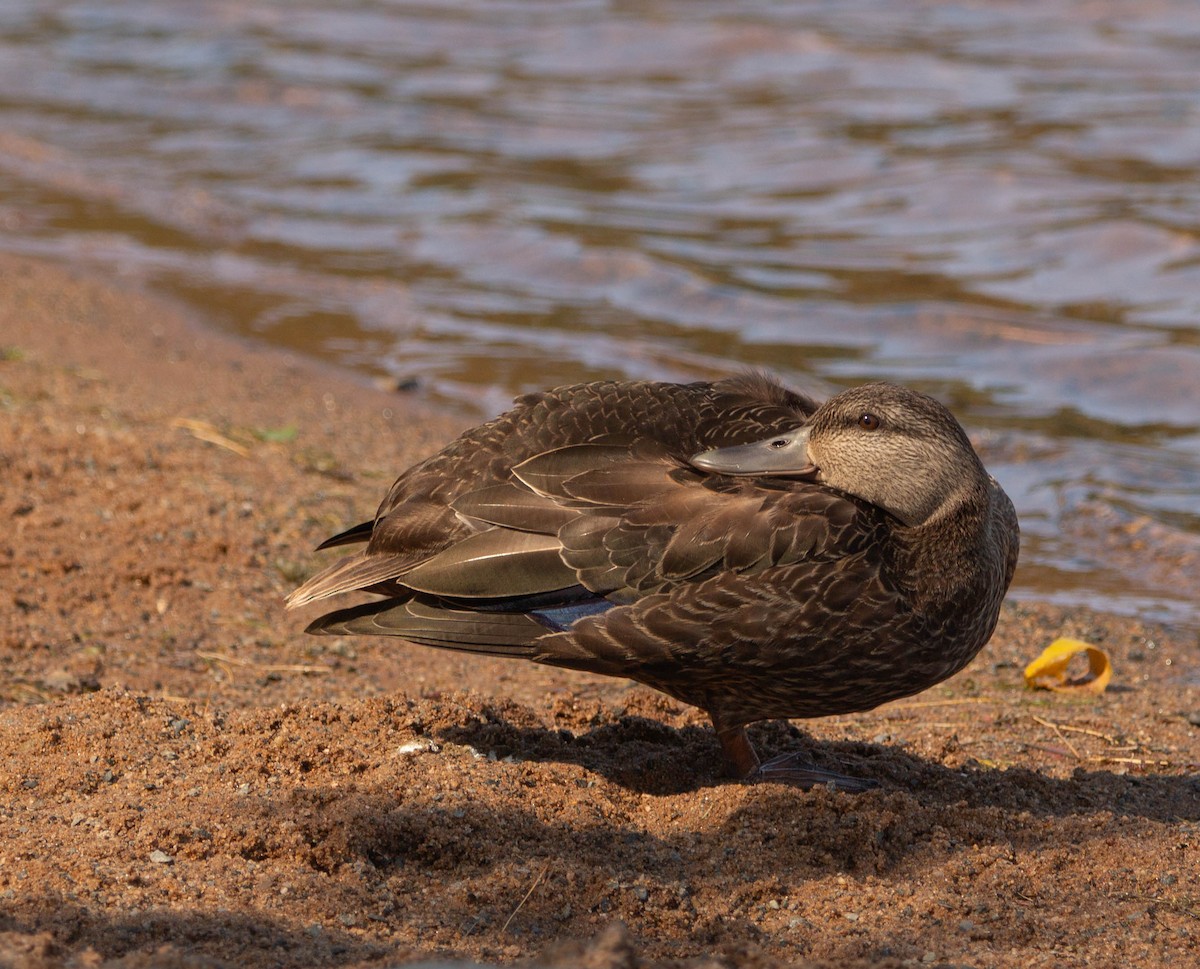 Ahate iluna - ML645825940