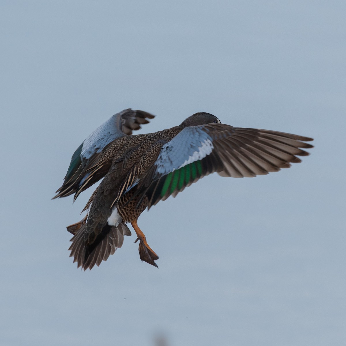 Zertzeta hegalurdina - ML645825941