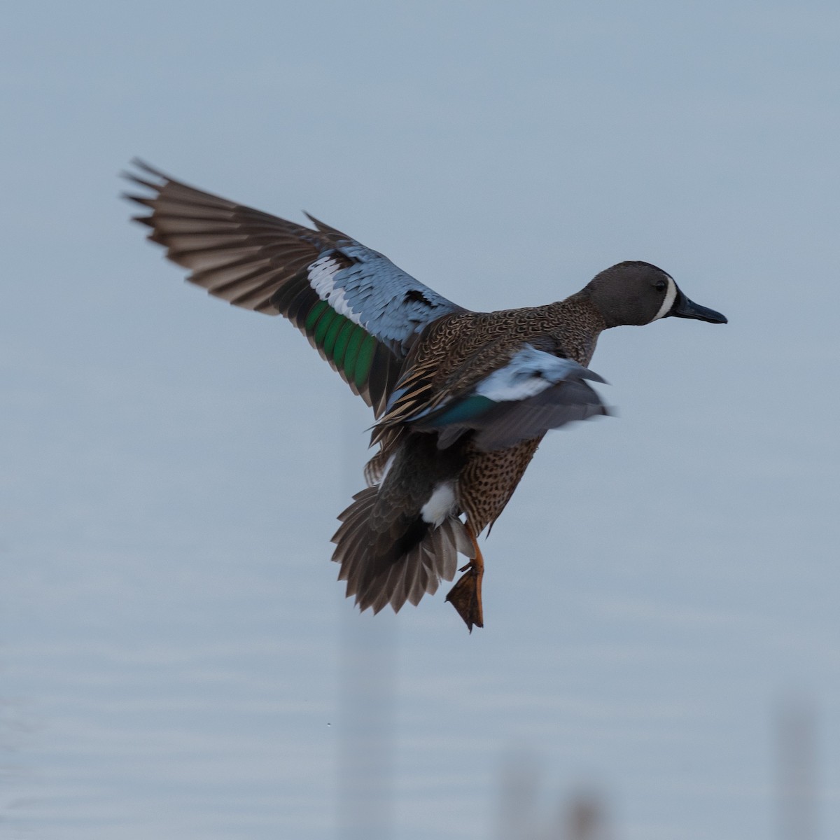 Zertzeta hegalurdina - ML645825942