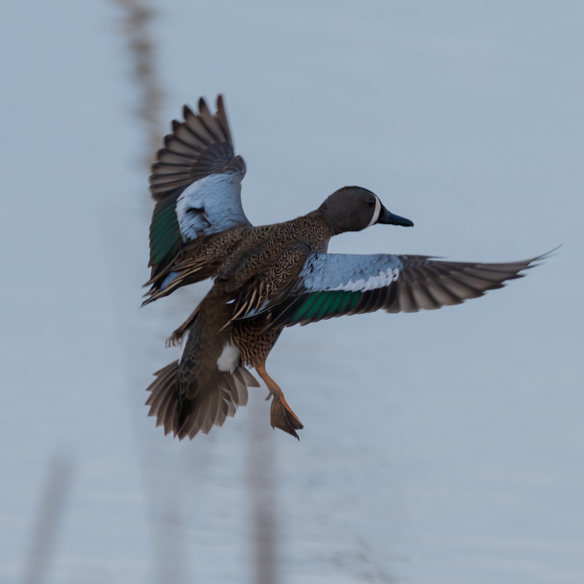 Zertzeta hegalurdina - ML645825943