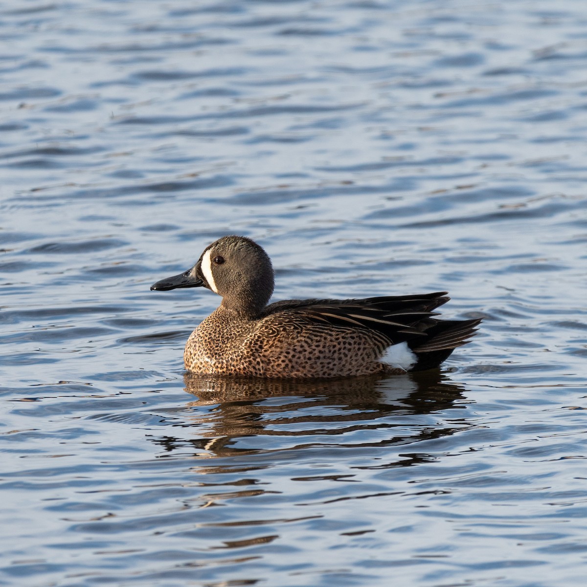 Zertzeta hegalurdina - ML645825944