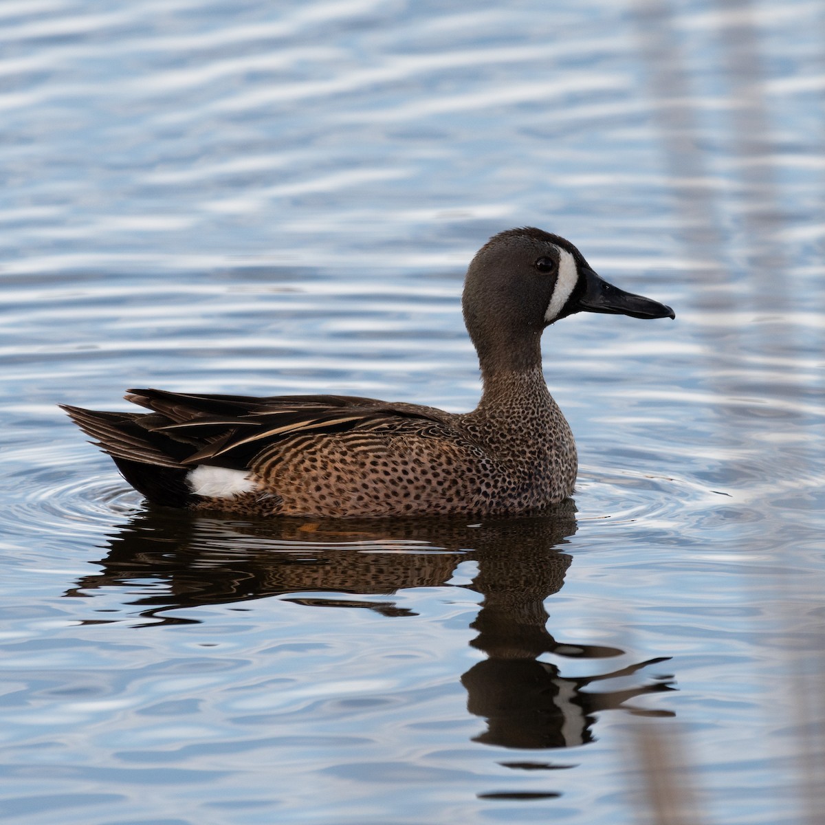 Zertzeta hegalurdina - ML645825945