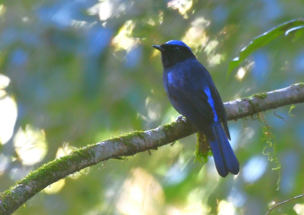 Large Niltava - ML645825946