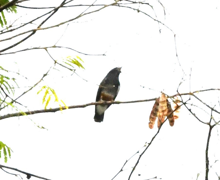 White-banded Swallow - ML645825947