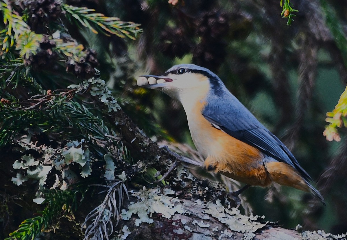 White-tailed Nuthatch - ML645825954