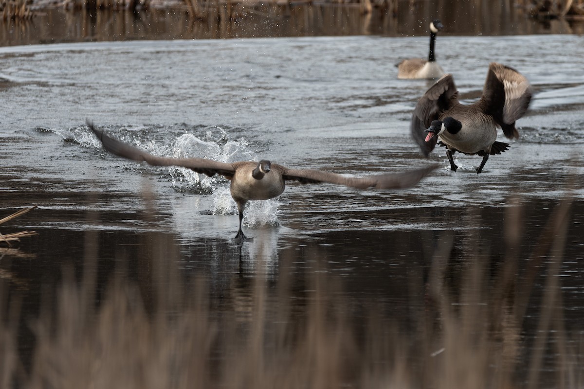 Canada Goose - ML645825957