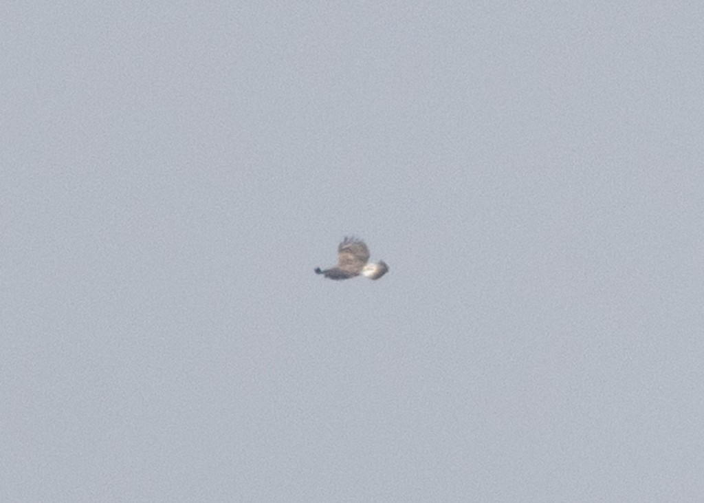 Rough-legged Hawk - ML645825959