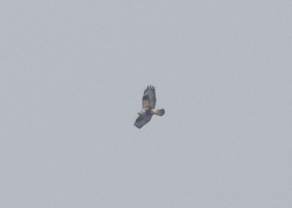 Rough-legged Hawk - ML645825960