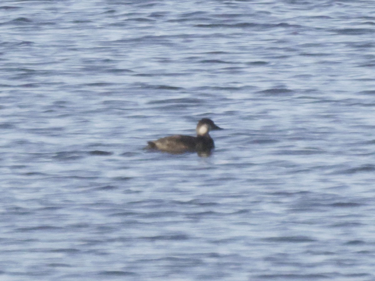 Black Scoter - ML645825981
