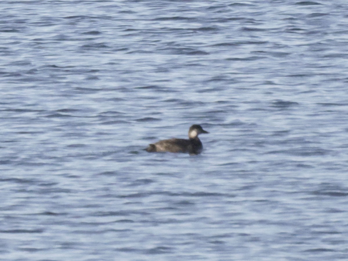 Black Scoter - ML645825986