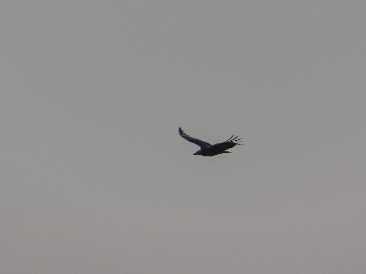 Corvo imperiale - ML645826022