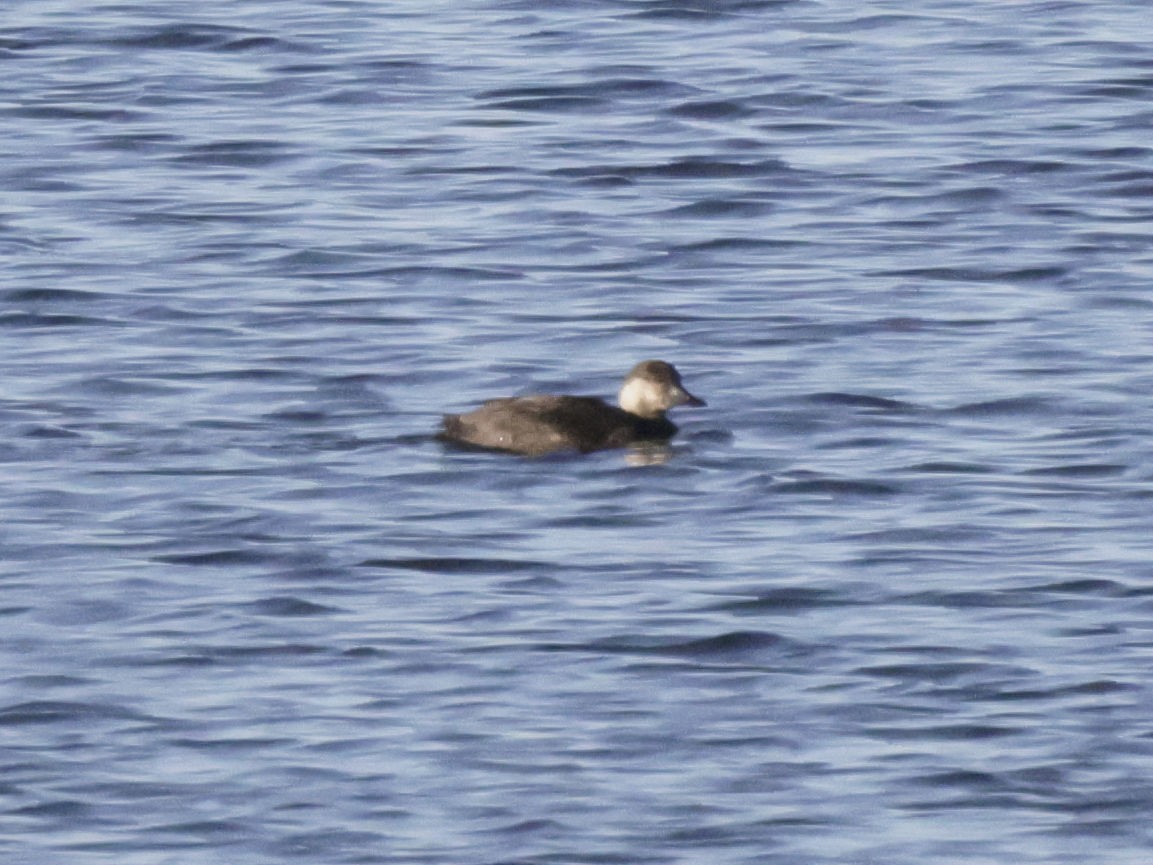 Black Scoter - ML645826023