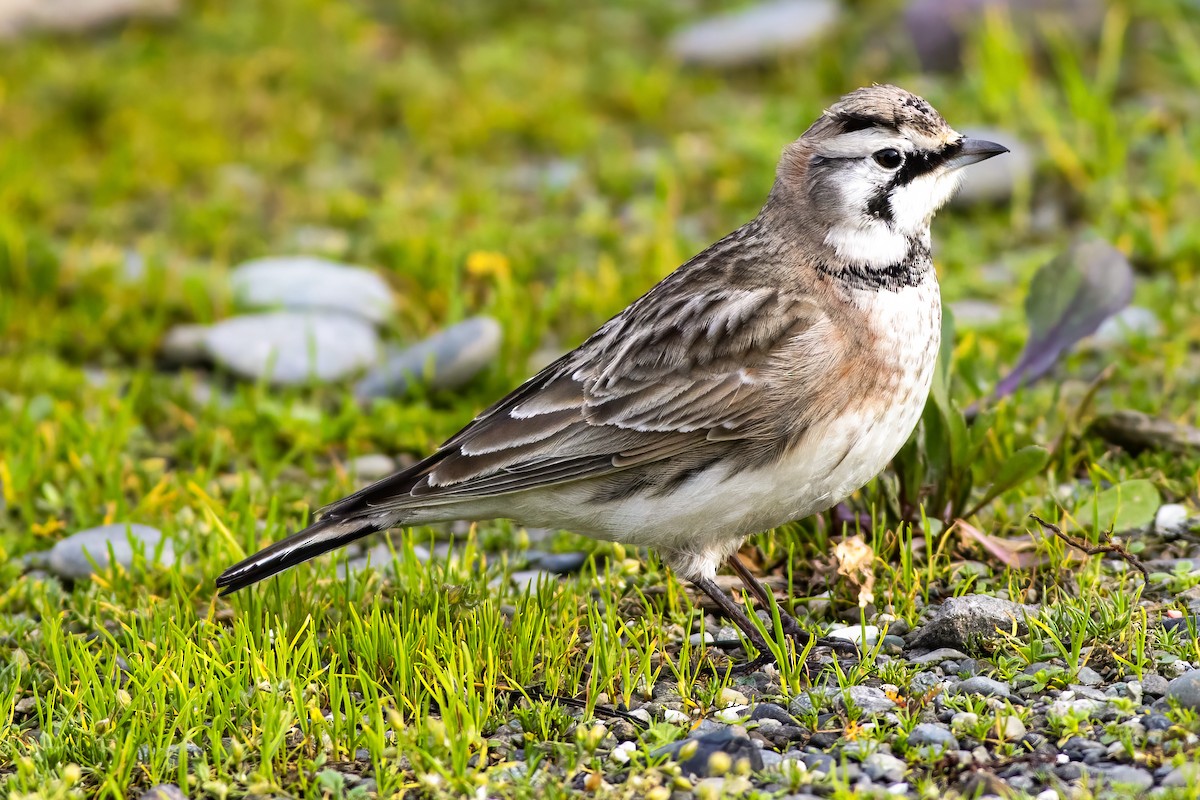 Alondra Cornuda - ML645826024