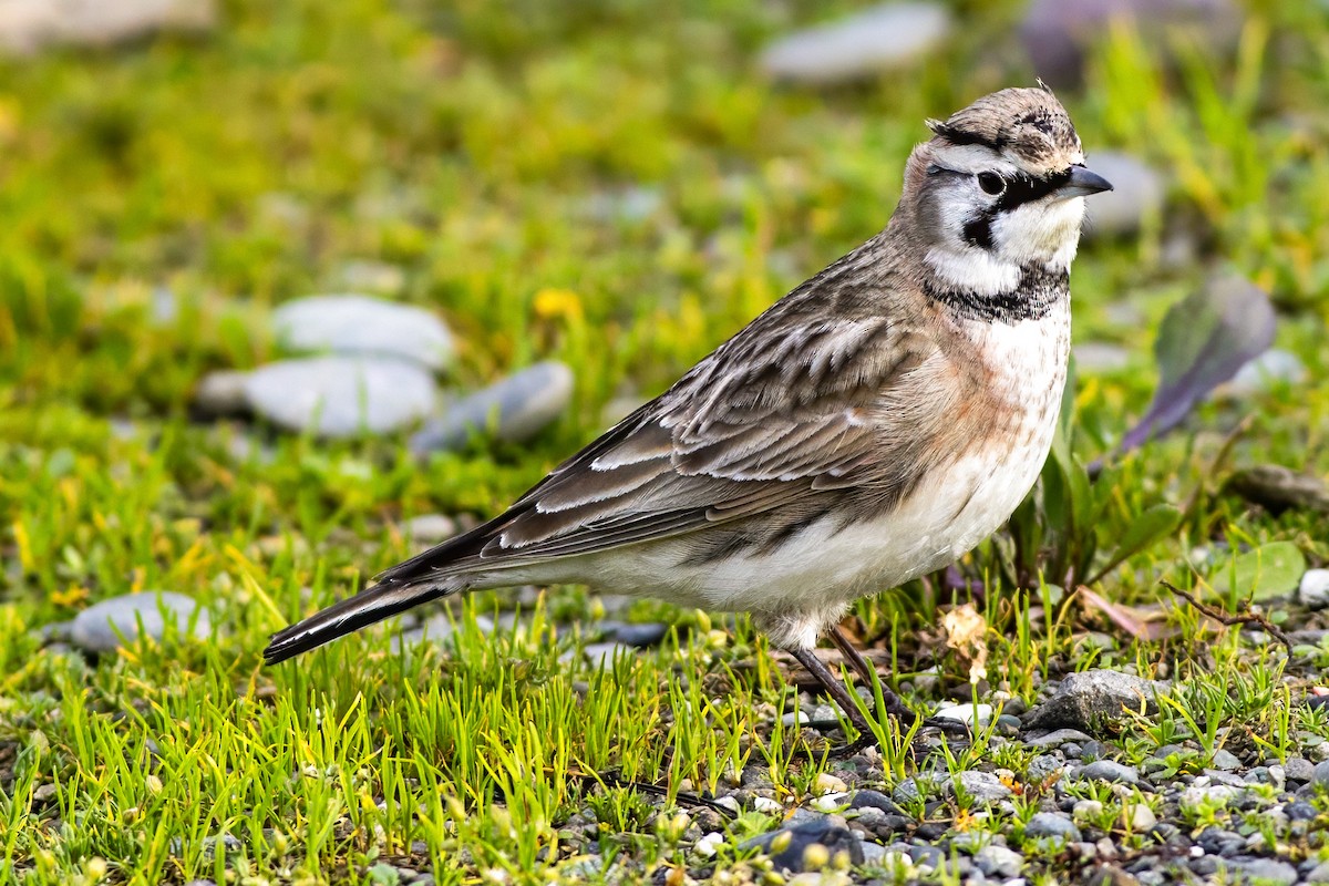 Alondra Cornuda - ML645826027