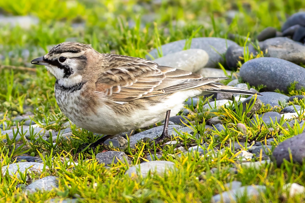 Alondra Cornuda - ML645826032