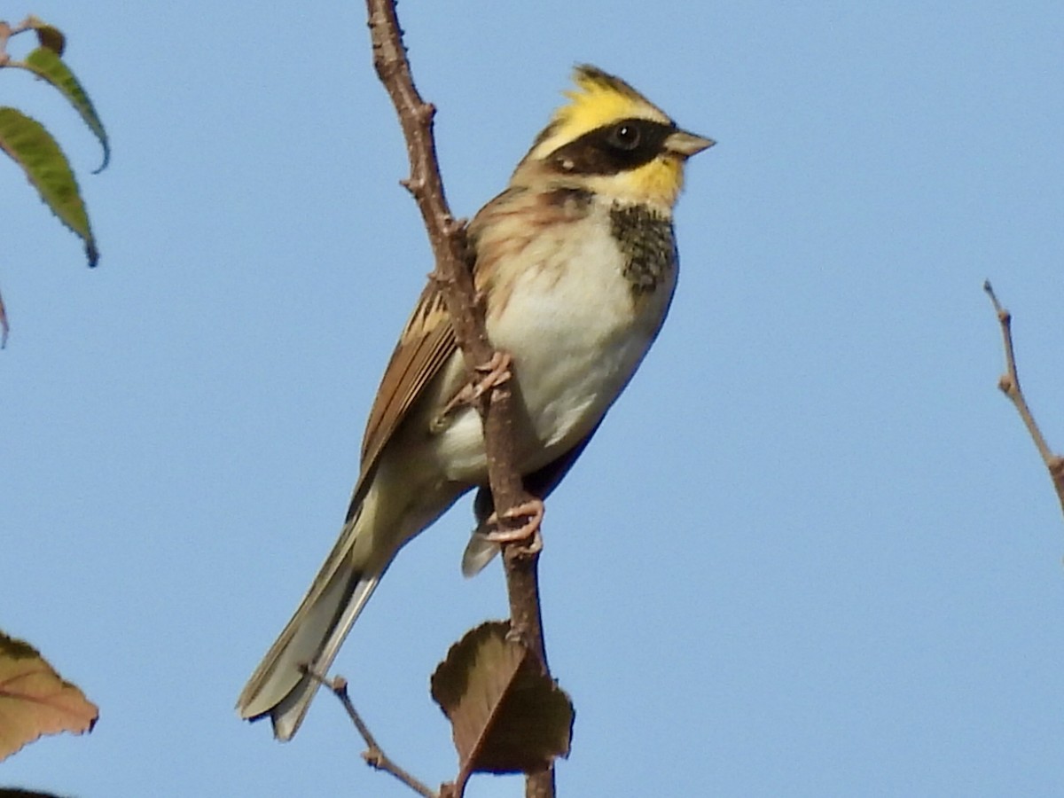 Yellow-throated Bunting - ML645826039