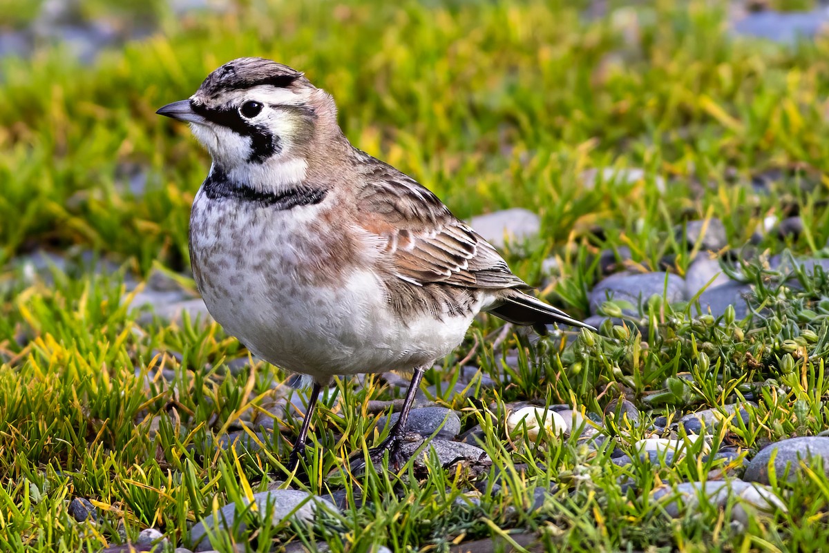 Alondra Cornuda - ML645826040