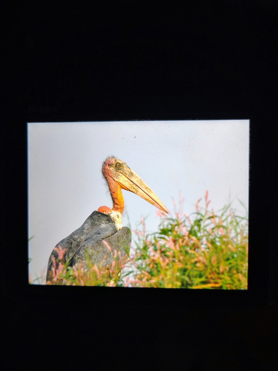 Greater Adjutant - ML645826045