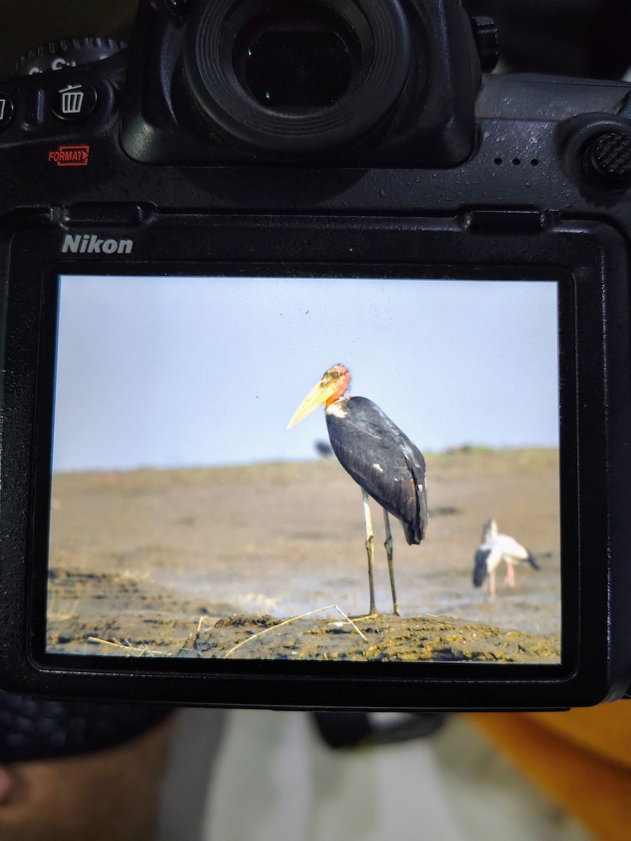Greater Adjutant - ML645826047