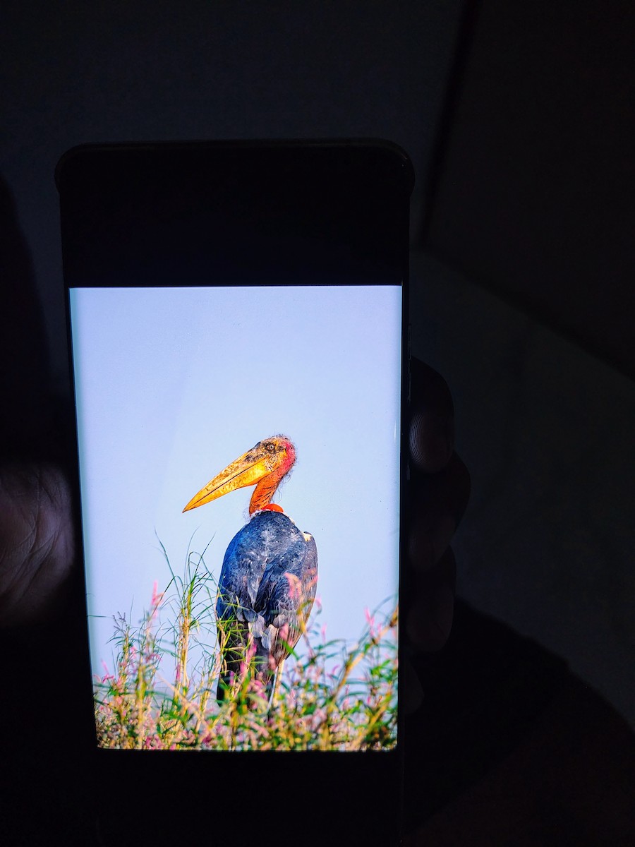 Greater Adjutant - ML645826048