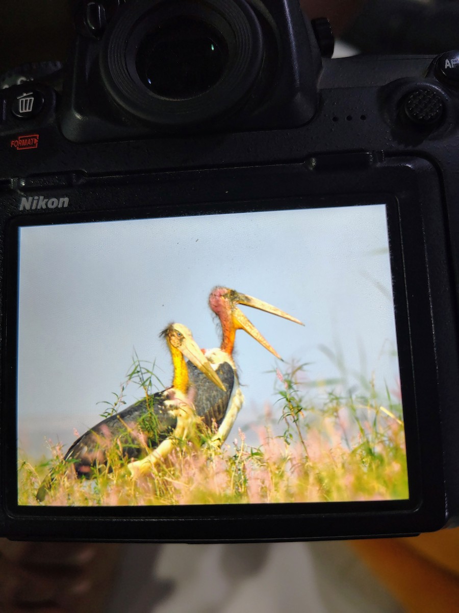 Greater Adjutant - ML645826049