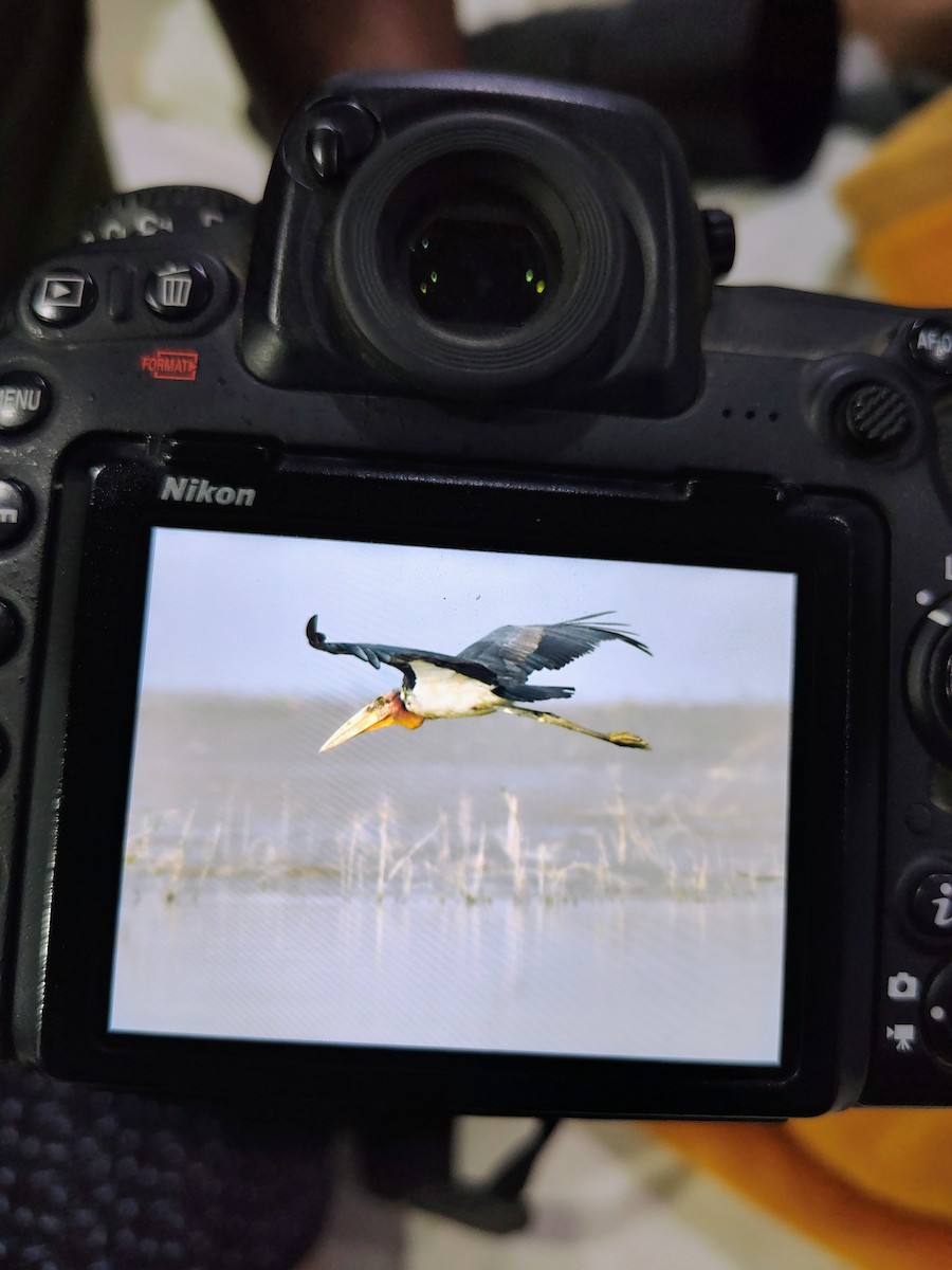 Greater Adjutant - ML645826050