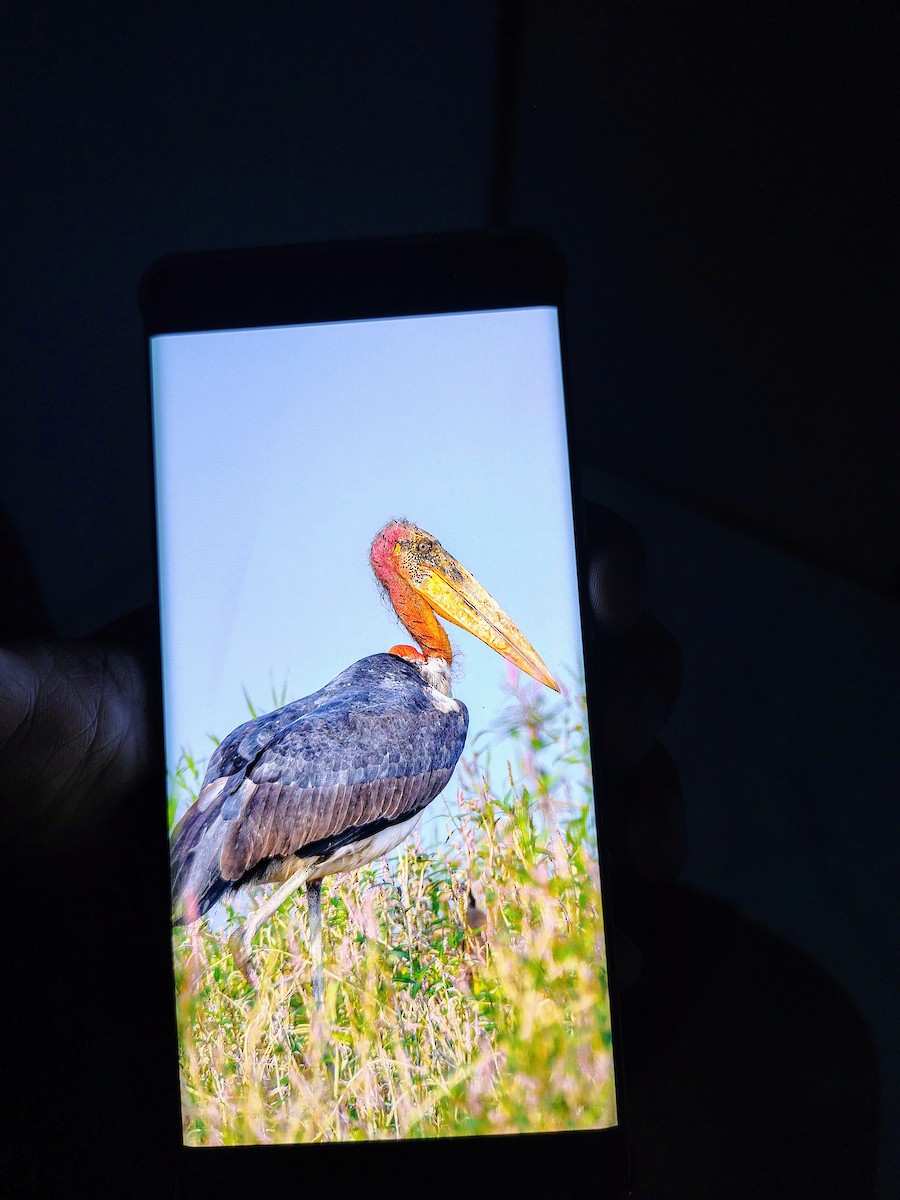 Greater Adjutant - ML645826052