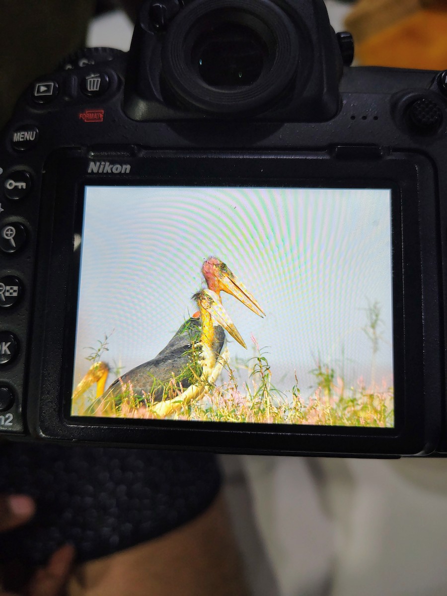 Greater Adjutant - ML645826053