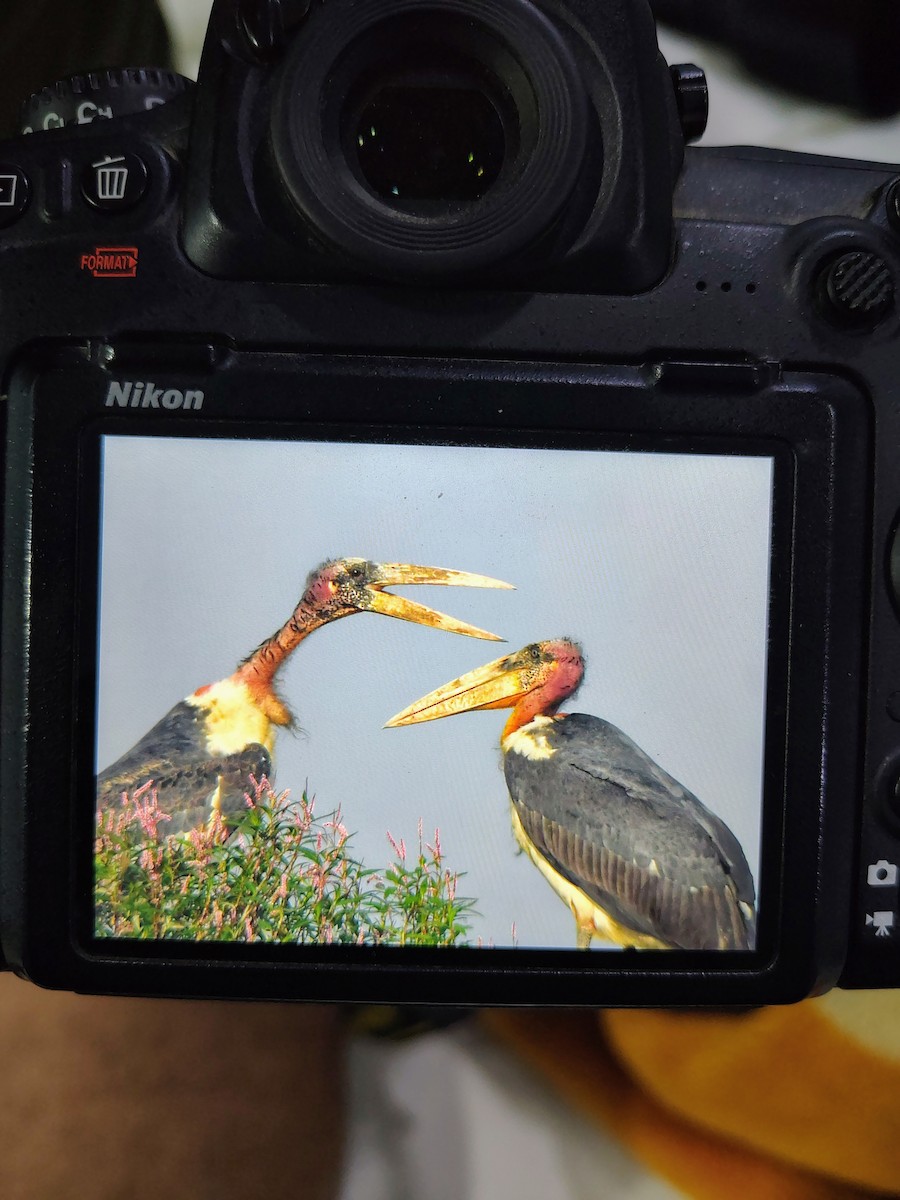 Greater Adjutant - ML645826054