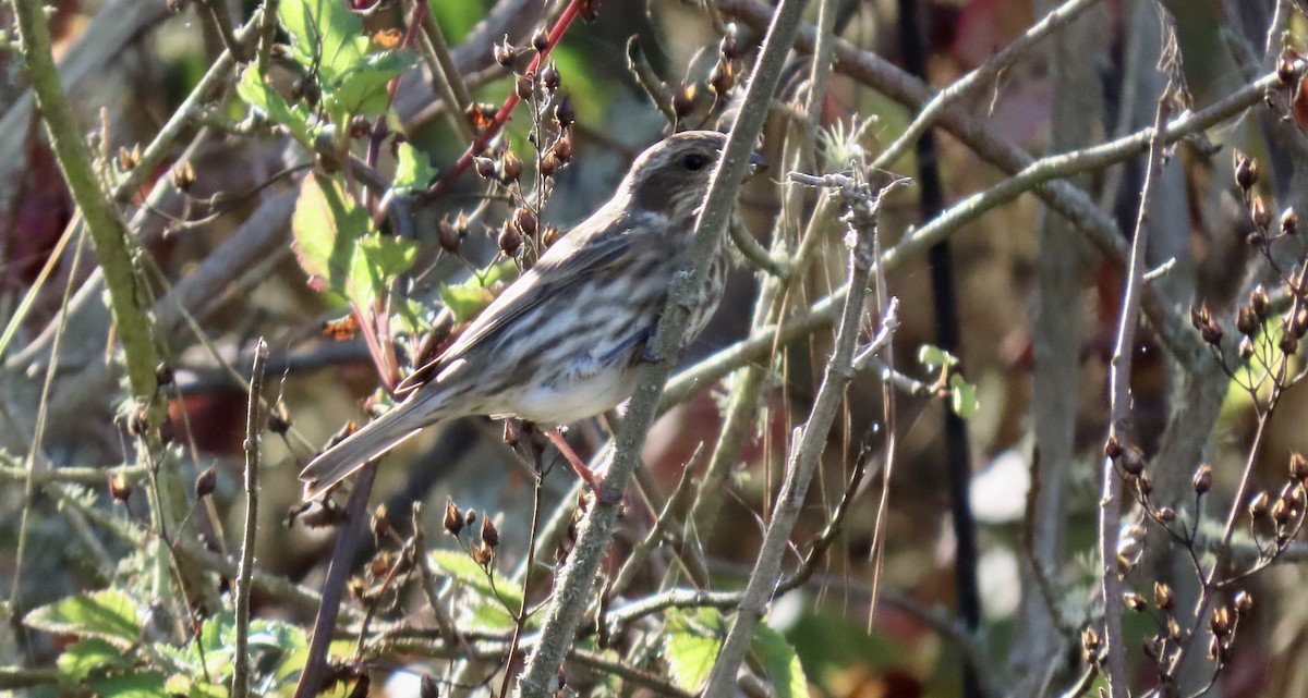 Purple Finch - ML645826060