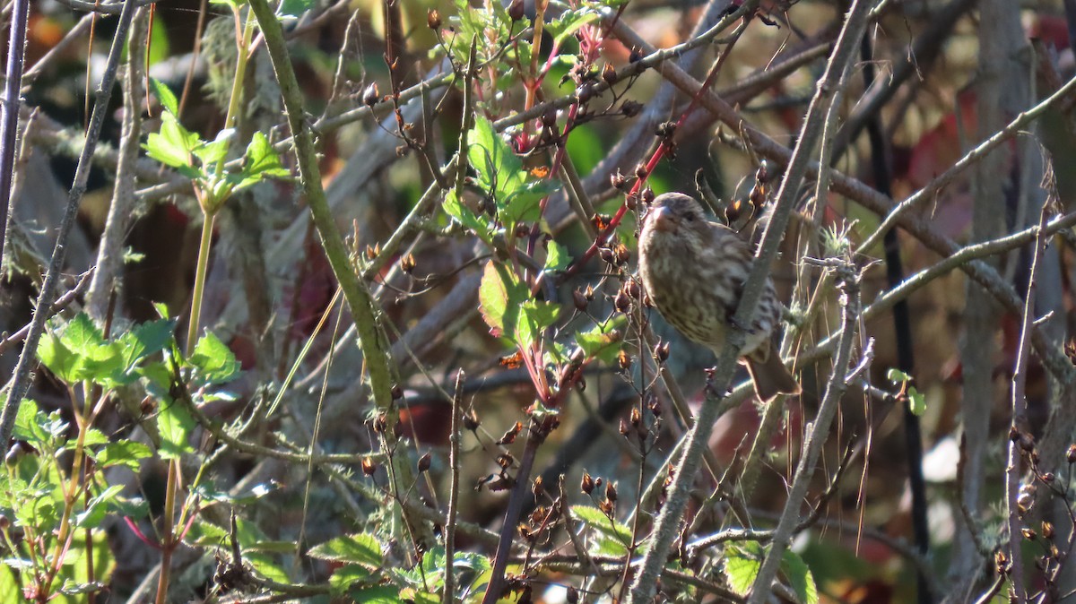 Purple Finch - ML645826061