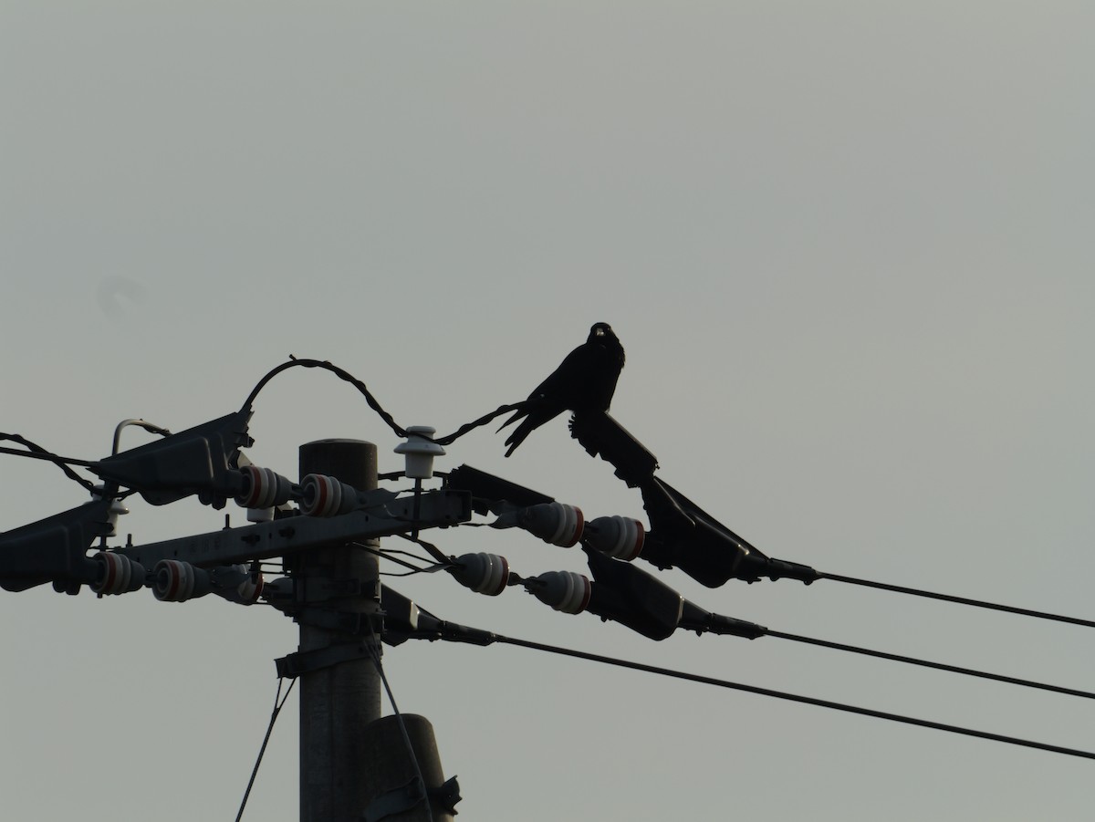 ub. kråke - ML645826062