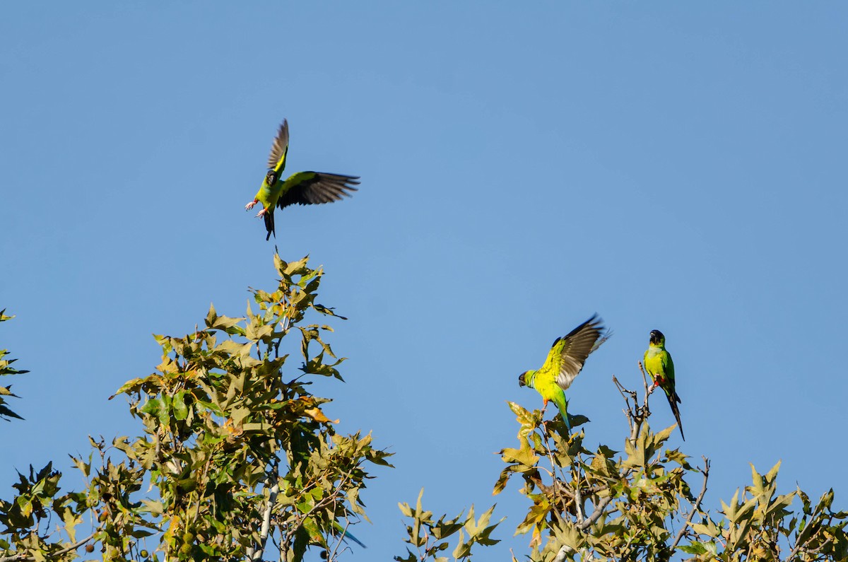 Nanday Parakeet - ML645826065