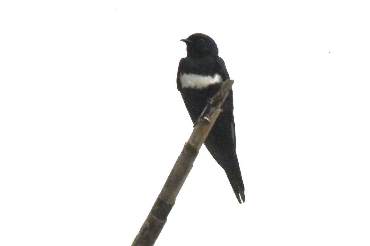 White-banded Swallow - ML645826069