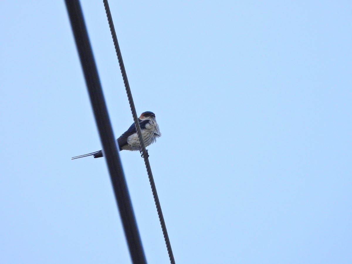 Eastern Red-rumped Swallow (Striated) - ML645826082