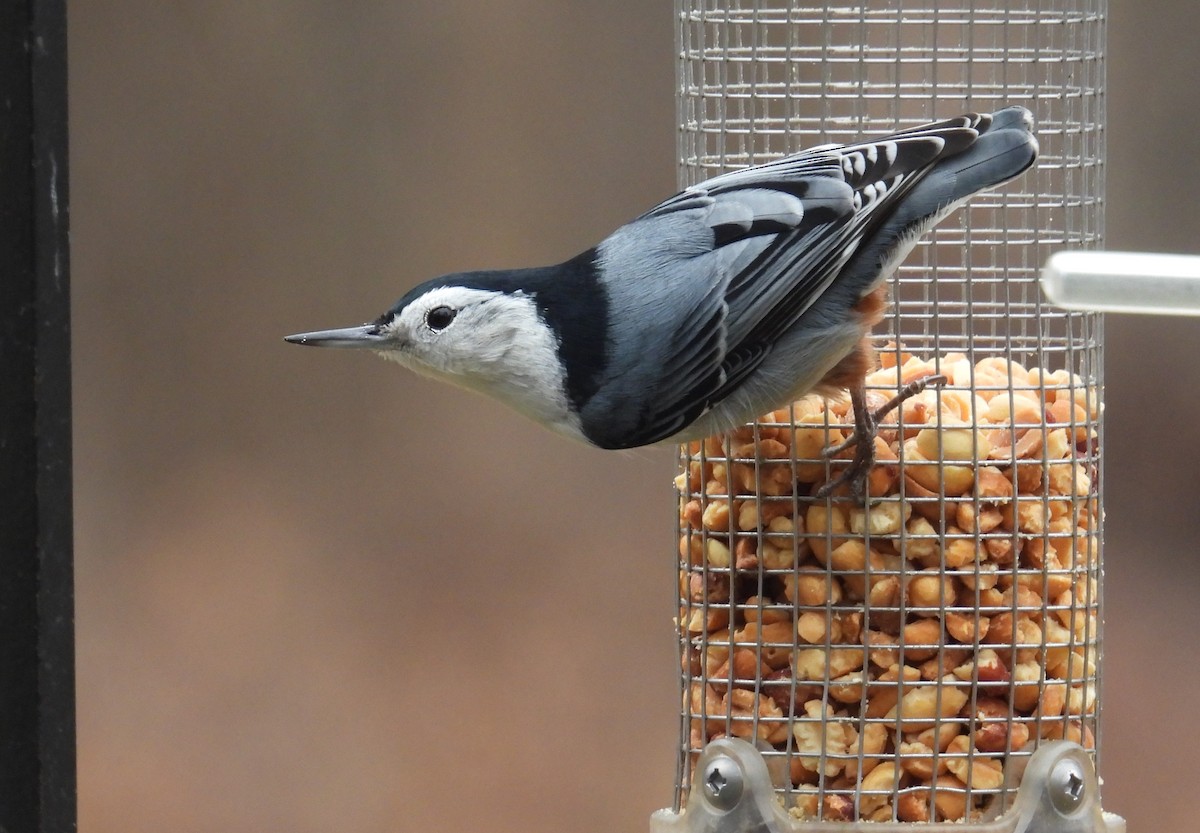 Sittelle à poitrine blanche - ML645826083